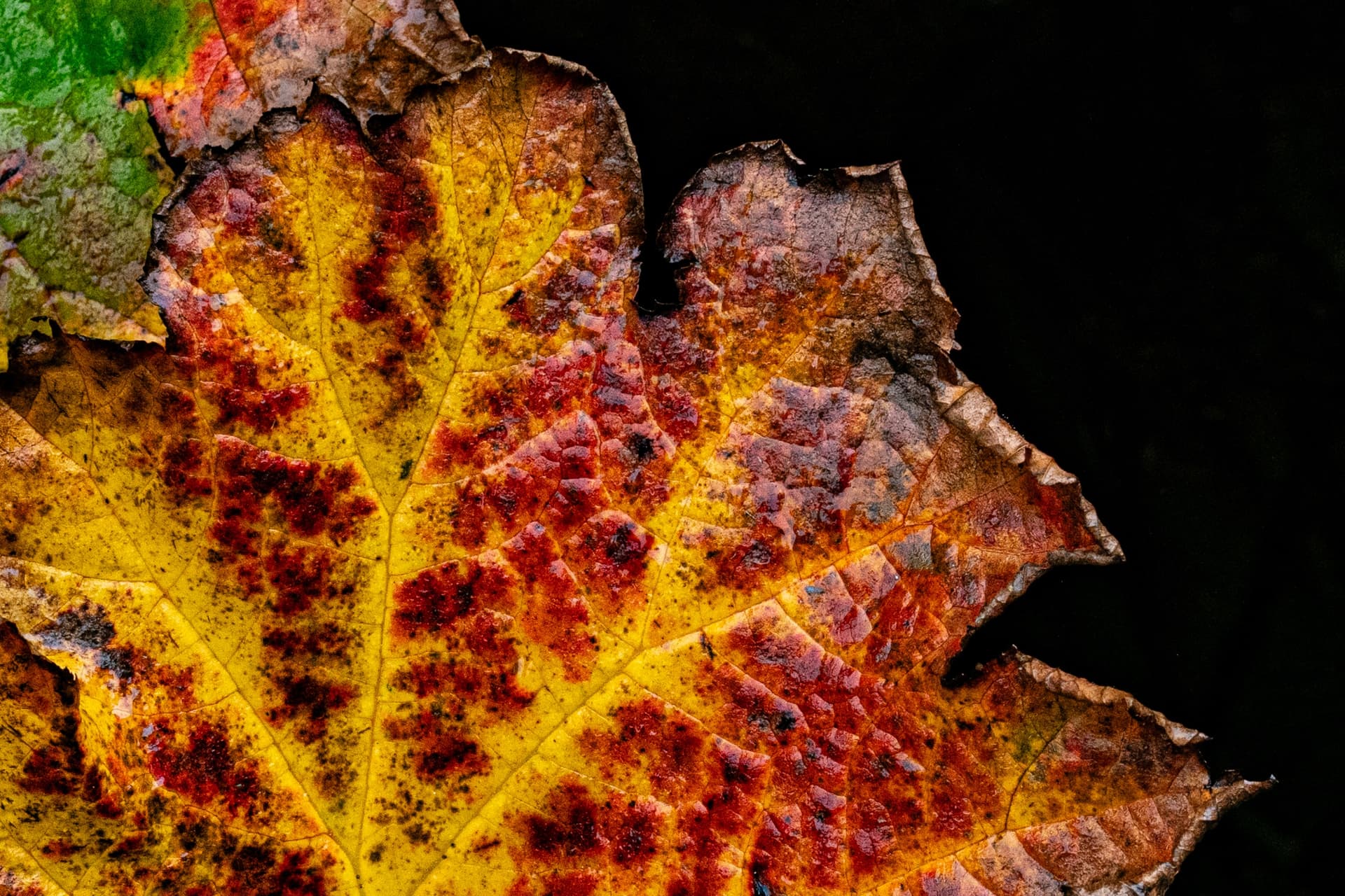 1 Keimpe Herfst 1A