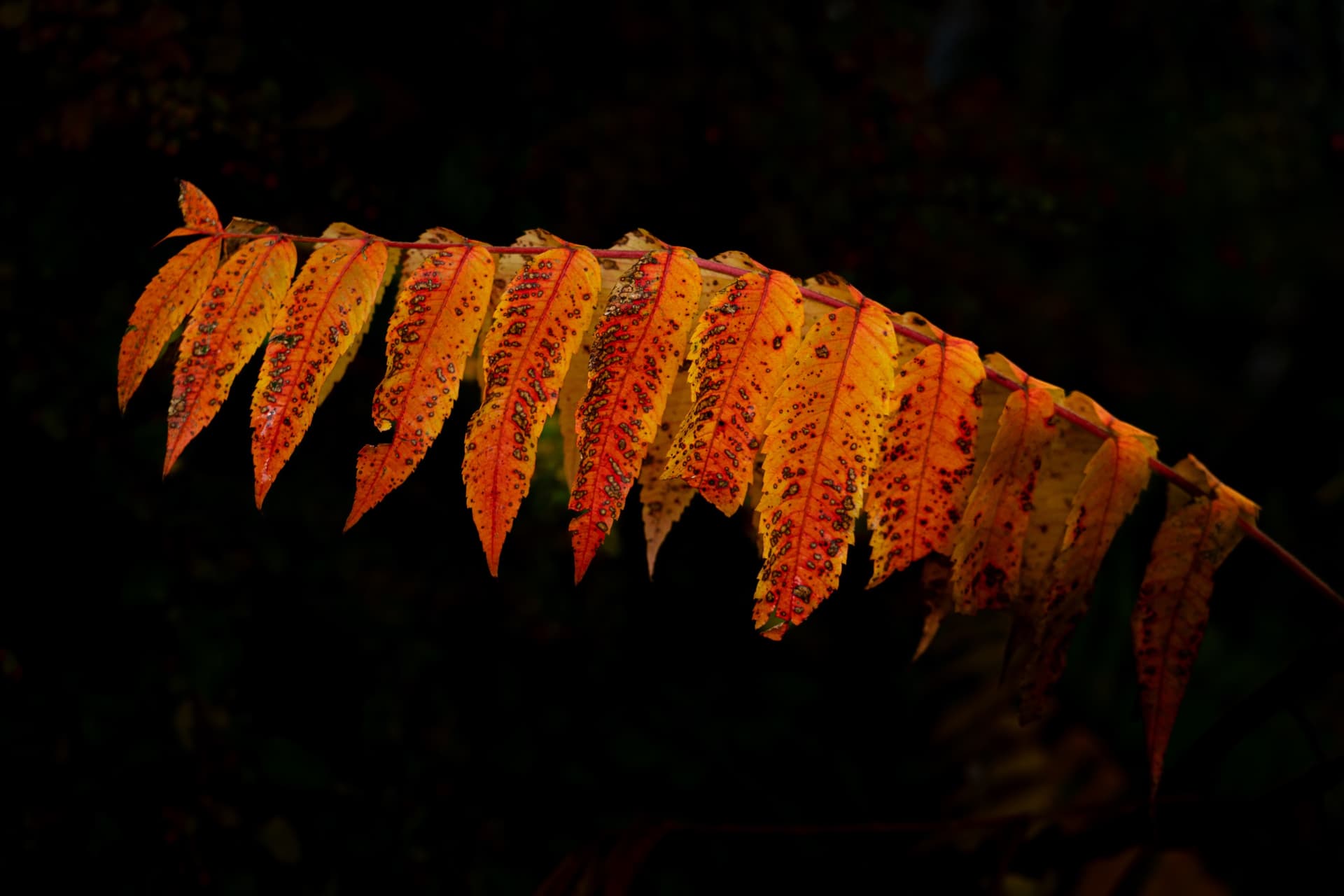 2 Keimpe Herfst def 2