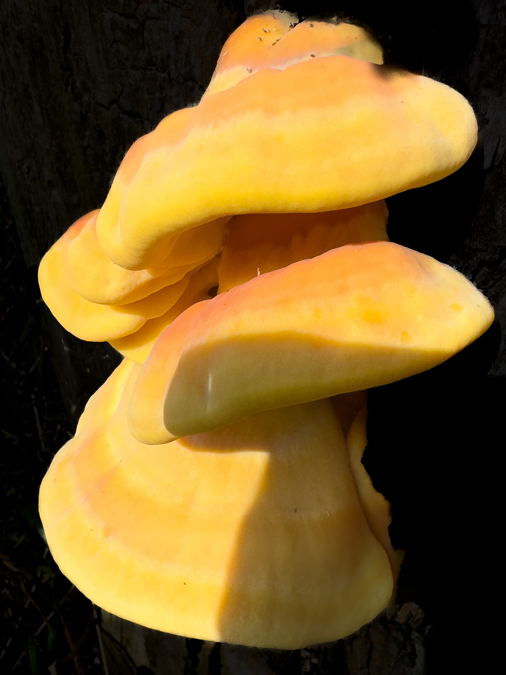 Herfst - Elfenbankje